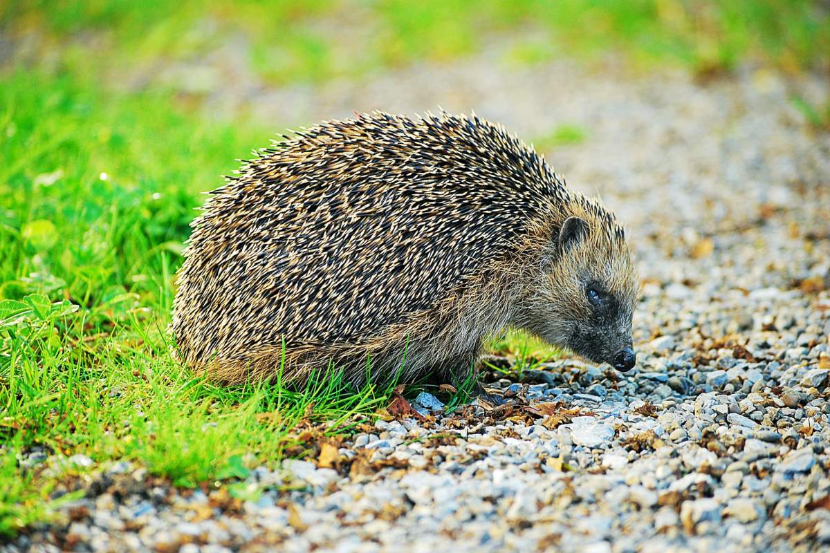 european hedgehog smelling the ground