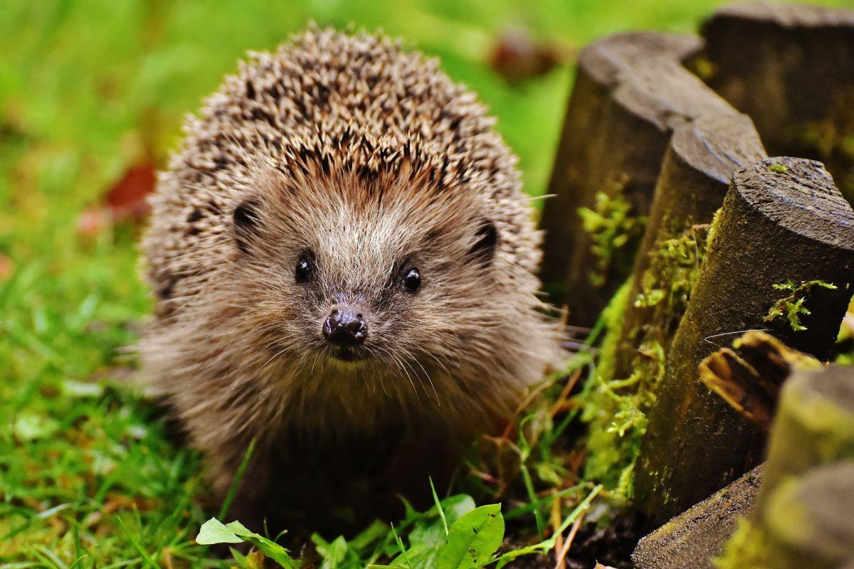 european hedgehogs are popular animals in italy