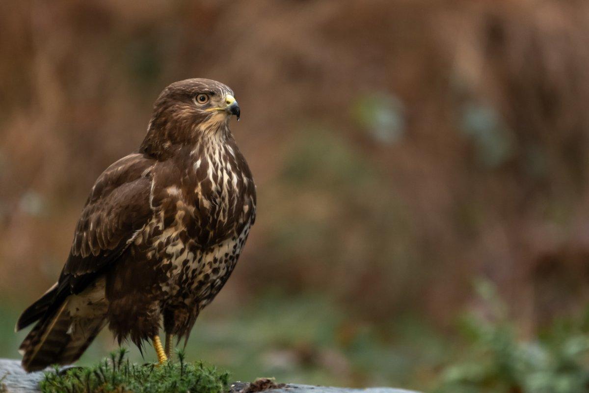 european honey buzzard