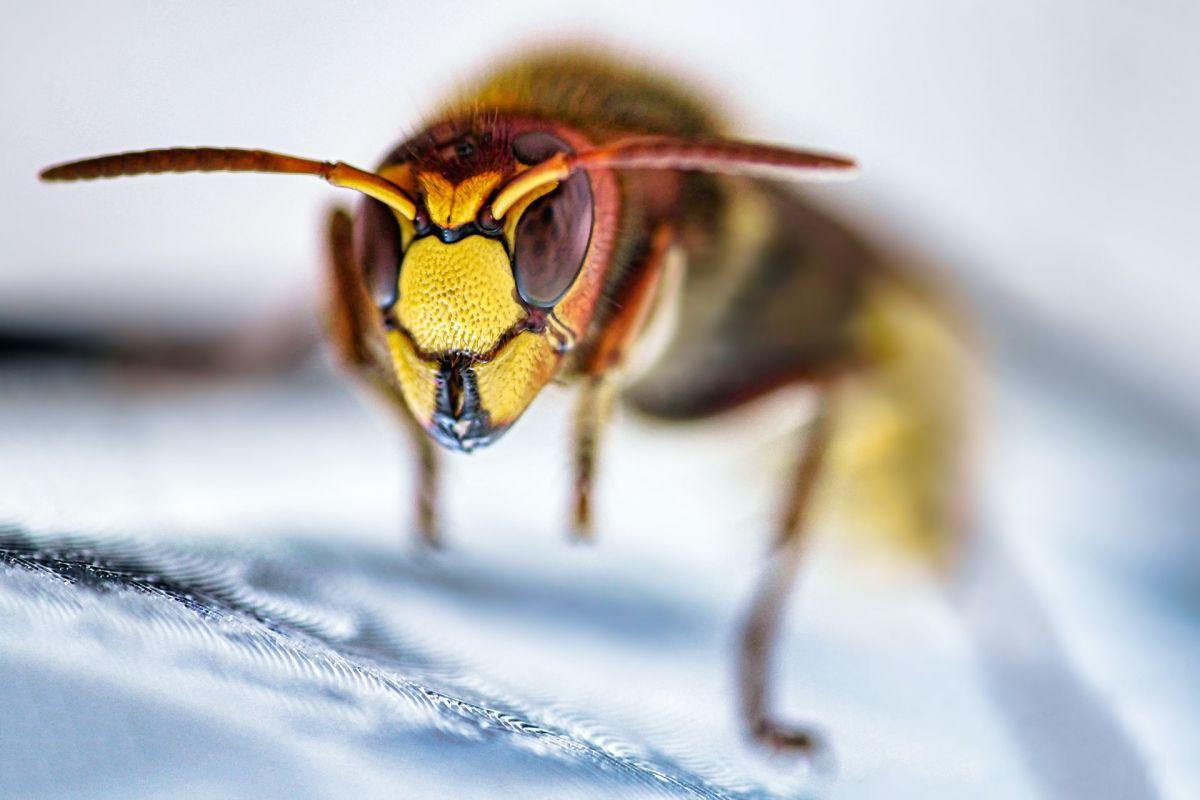 european hornet