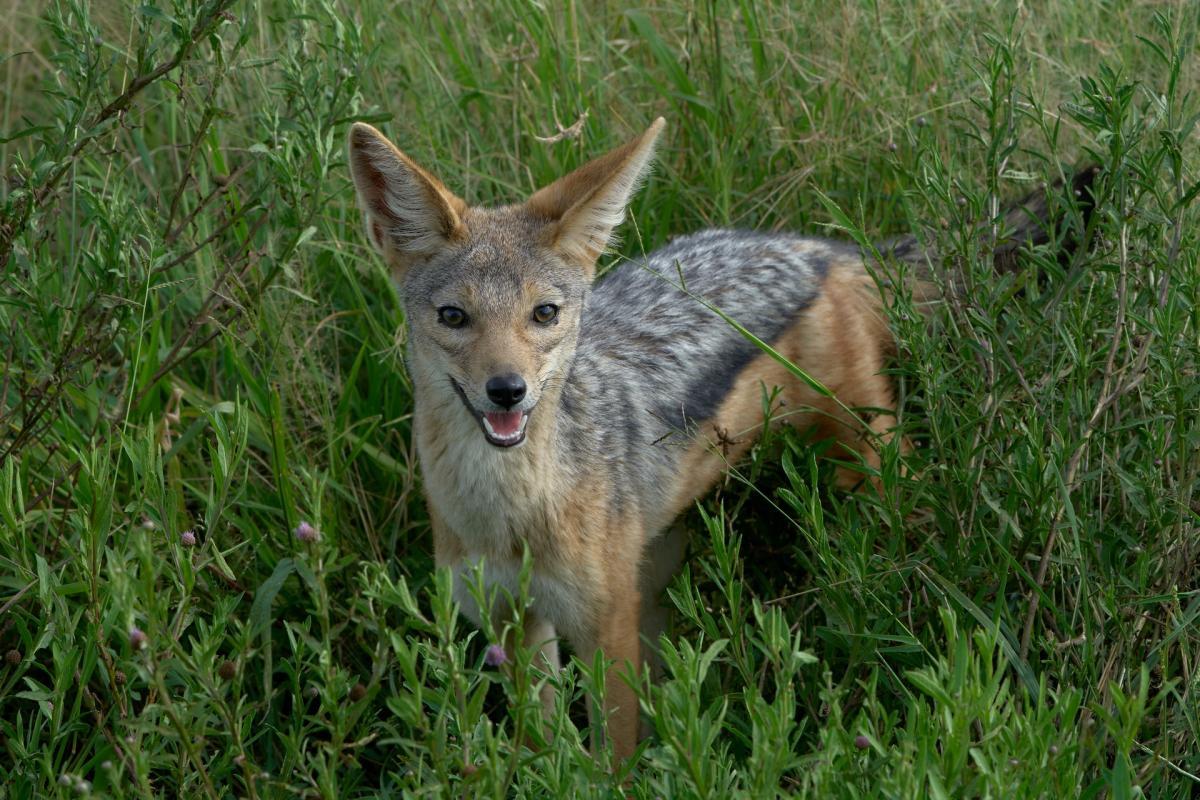 european jackal is one of the native animals in georgia