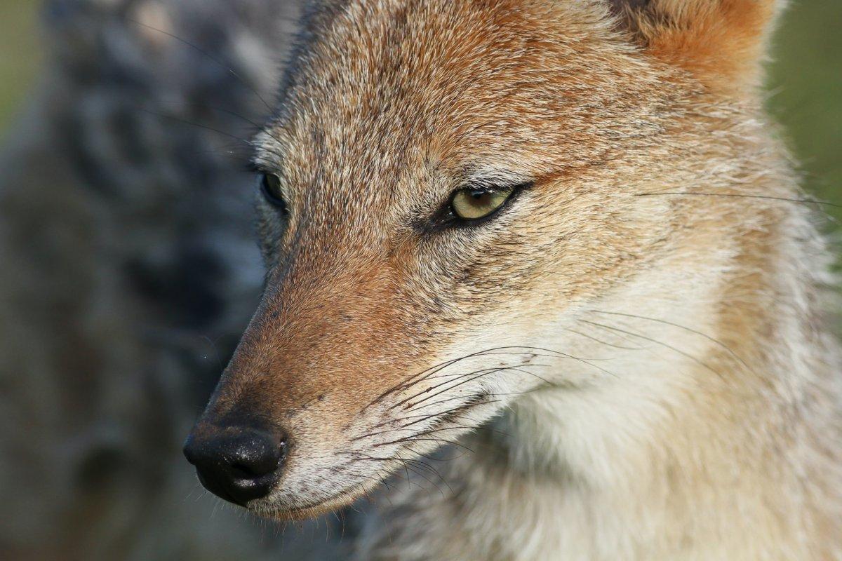 european jackal is one of the wild animals in hungary