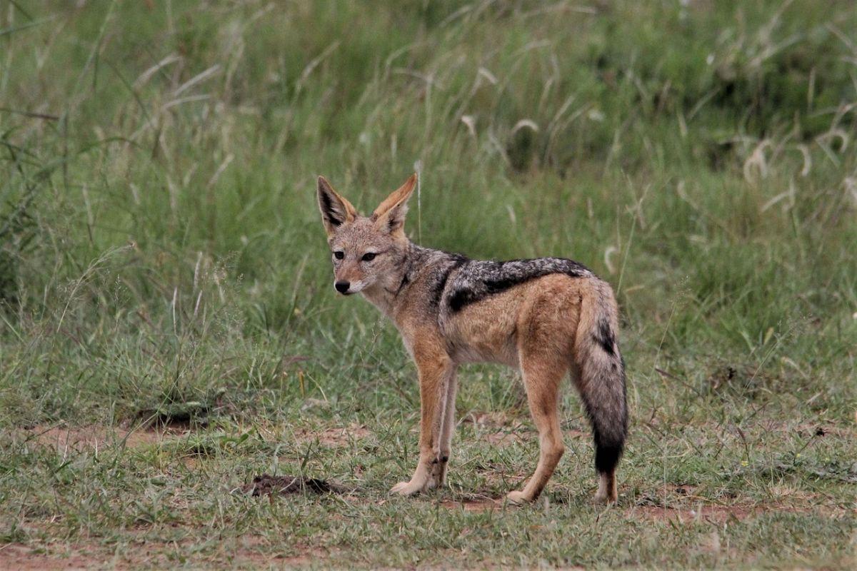 european jackals are common animals in italy