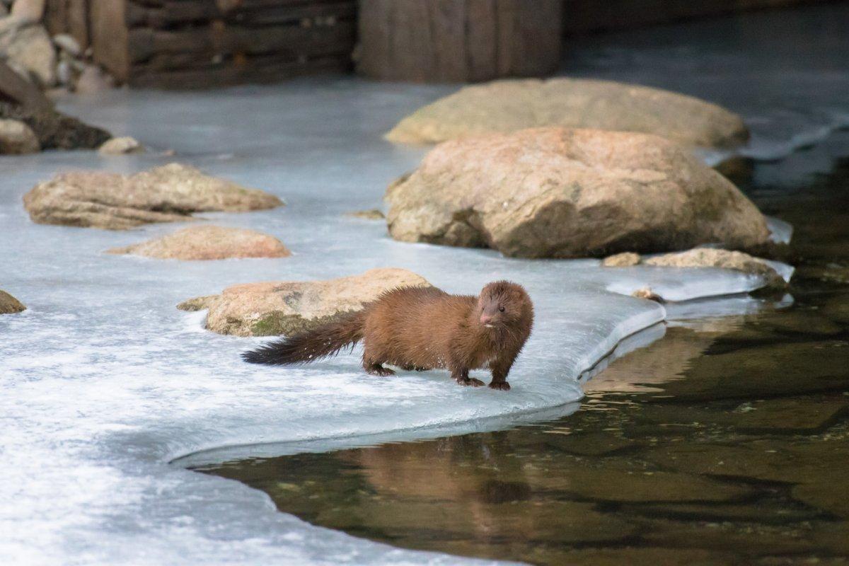 european mink is among the endangered animals in bulgaria