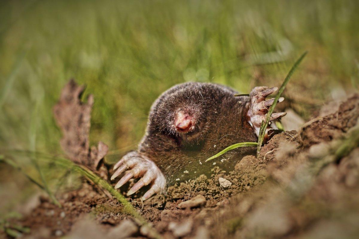 european mole in bulgaria