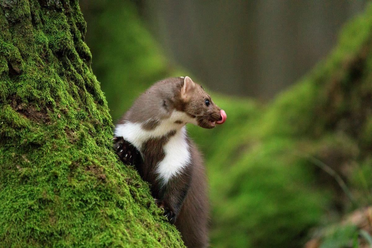 european pine marten is one of the animals native to hungary