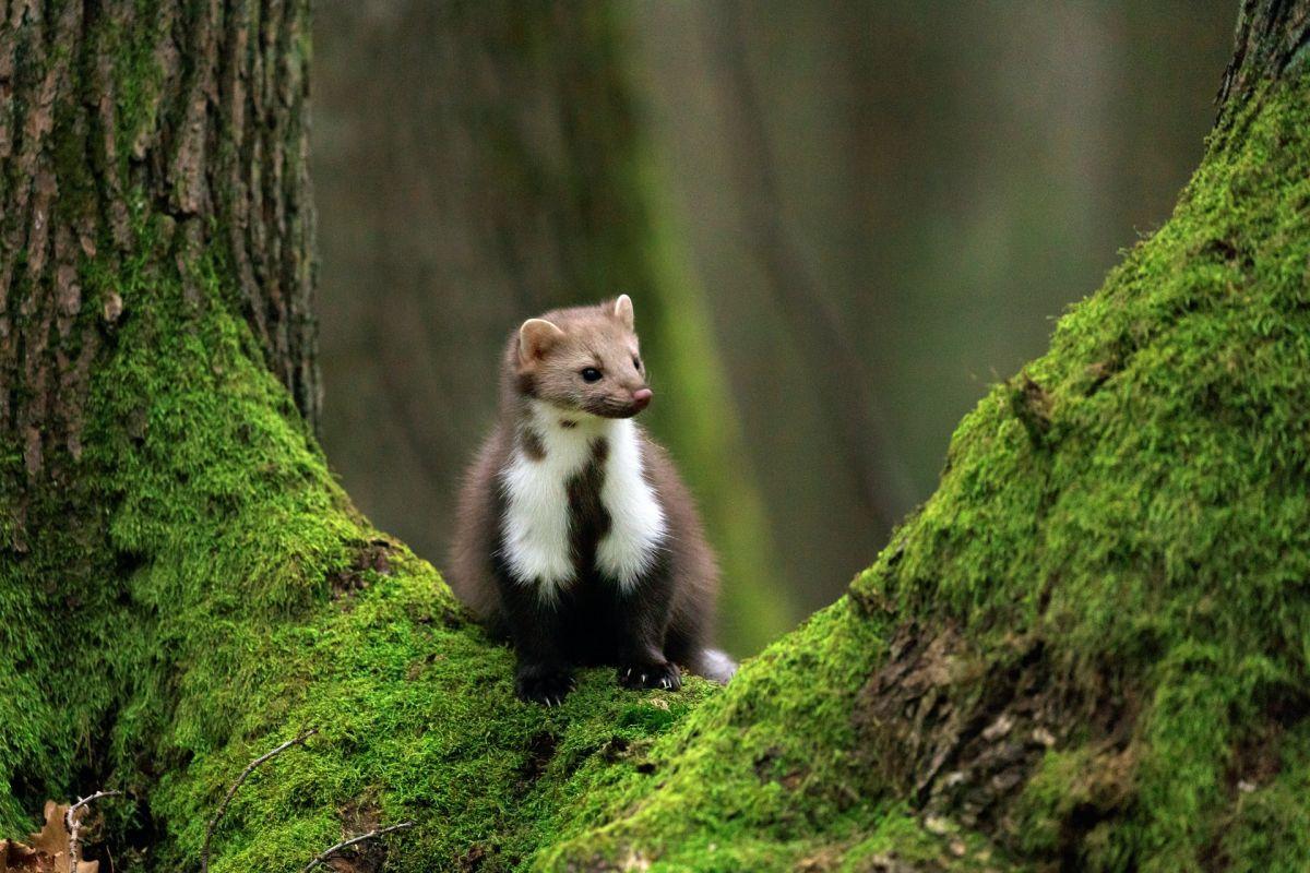 european pine marten is one of the animals that live in austria