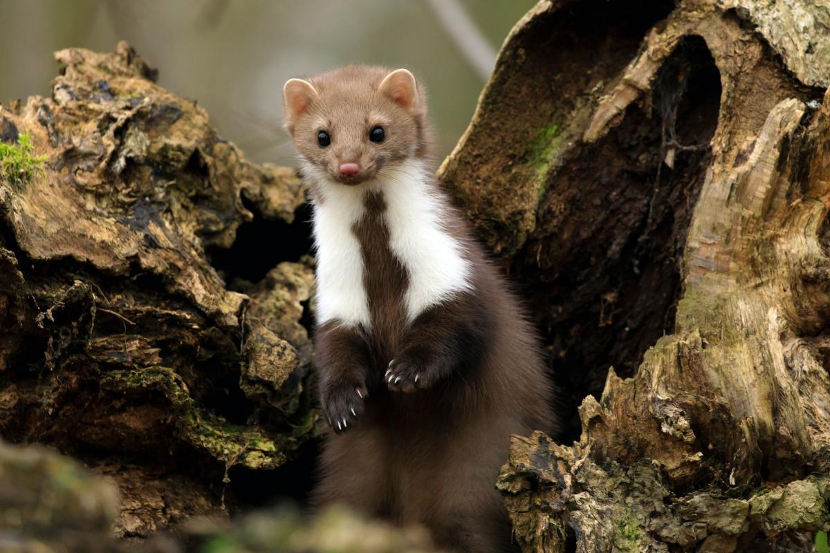 european pine marten is part of the germany wildlife