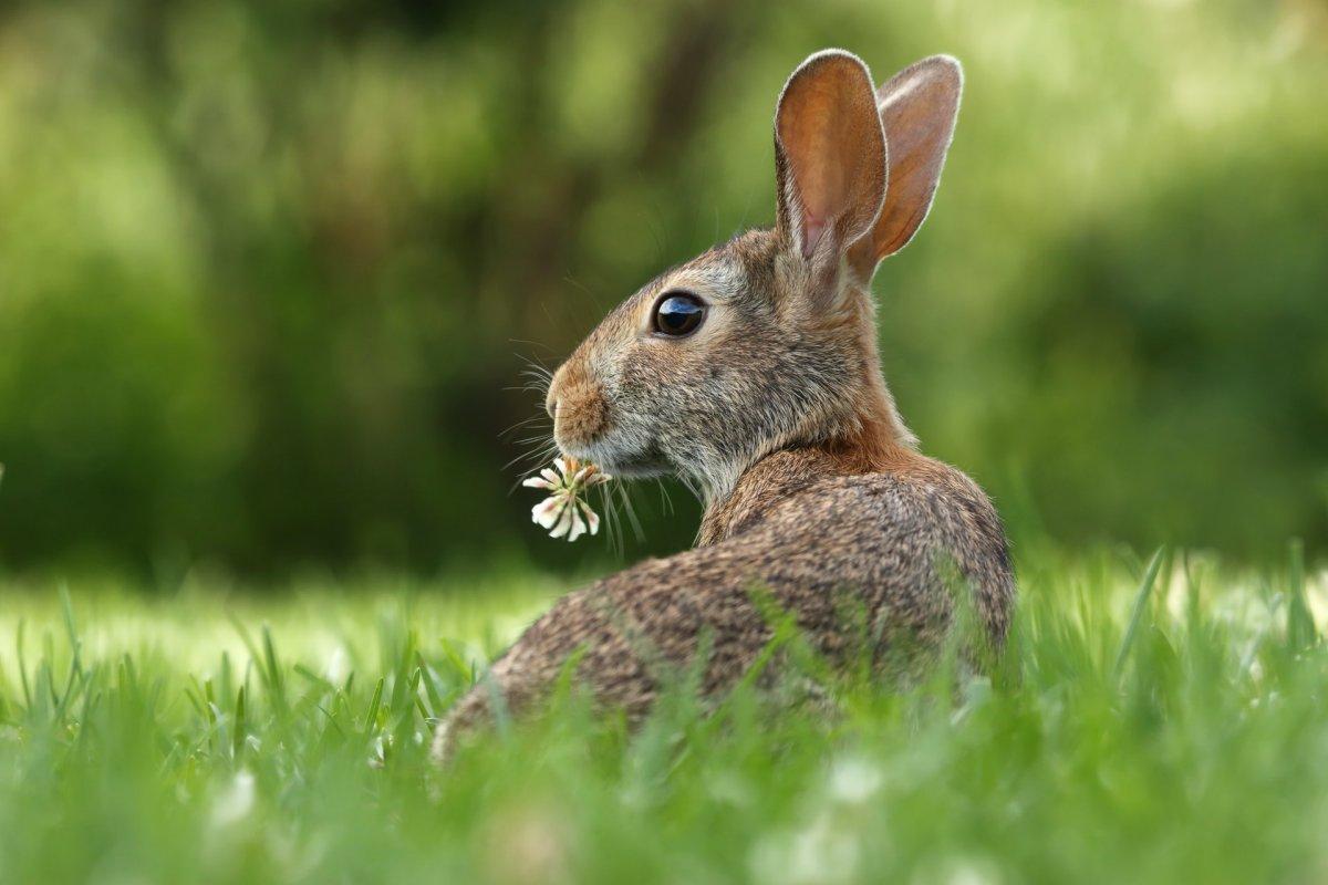 european rabbit in ireland
