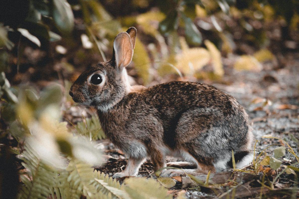 european rabbit is among the endangered animals in france