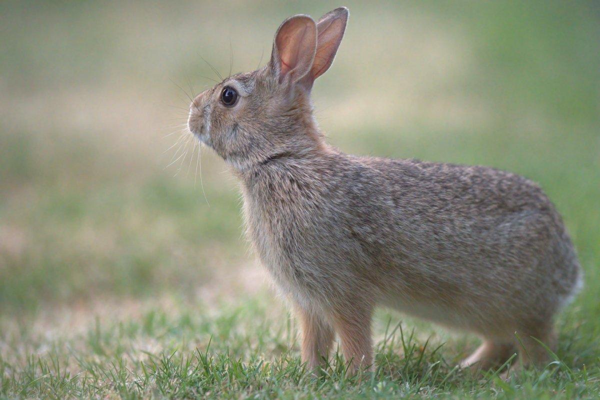 european rabbit is in the list of the hungarian animals