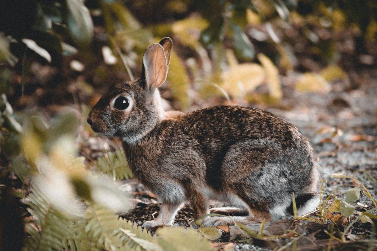 european rabbit is one of the animals in the czech republic