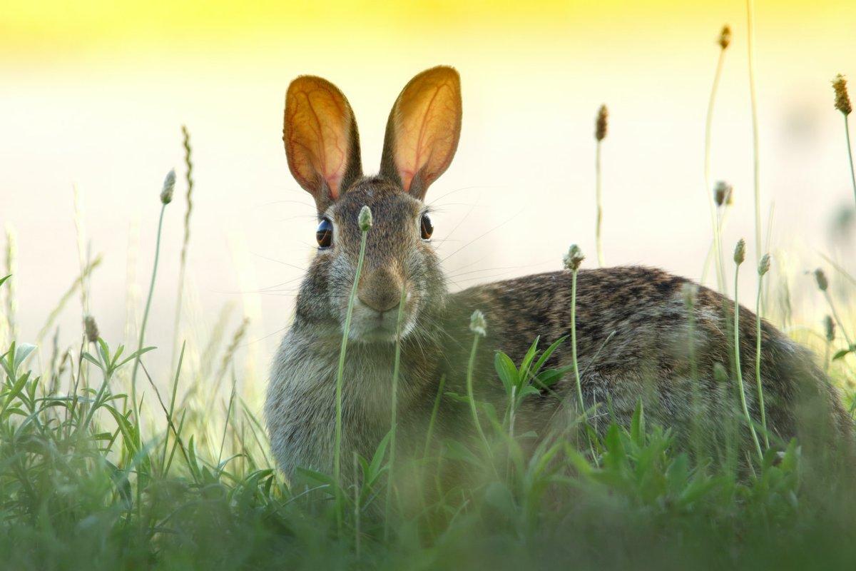 european rabbit is one of the wild animals in netherlands