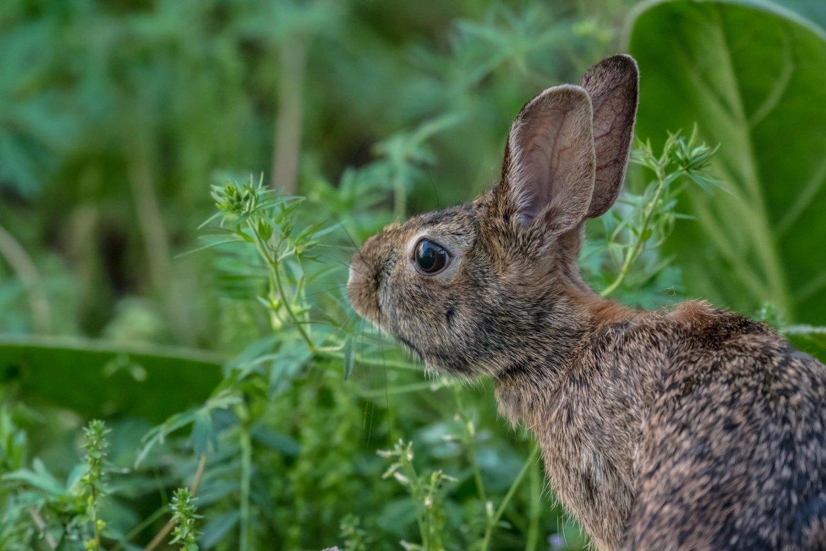 european rabbit is part of the bulgarian wildlife