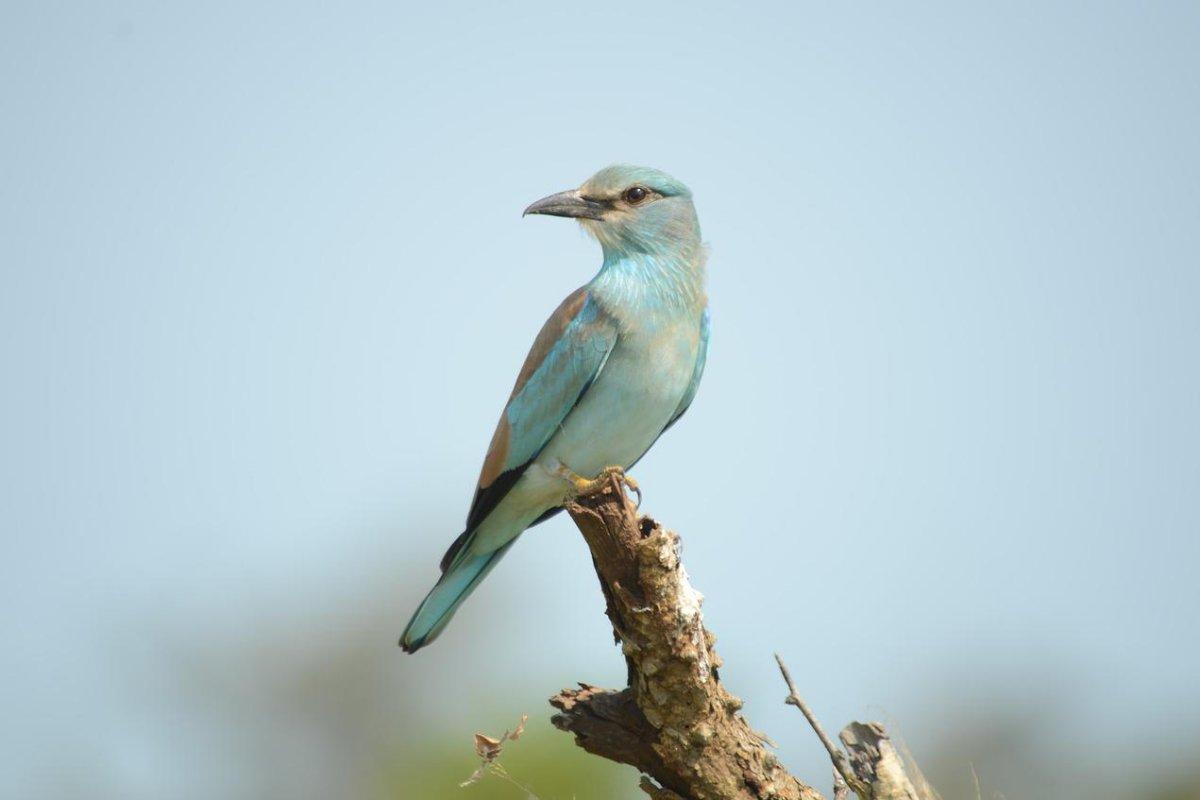 european roller