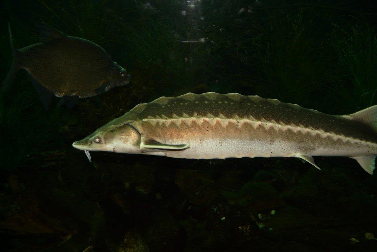 european sea sturgeon