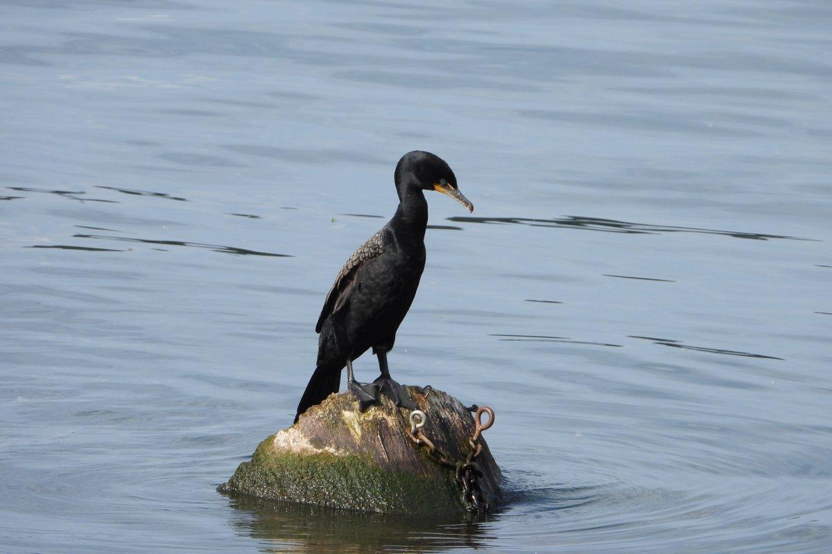 european shag in ireland