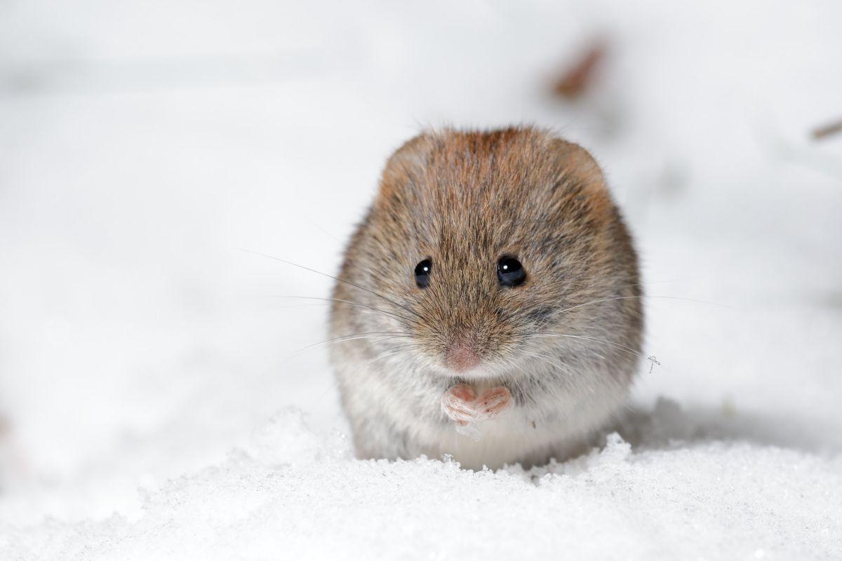 european snow vole