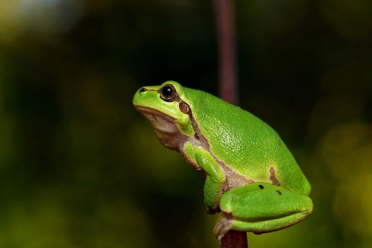 european tree frog on a tree branch