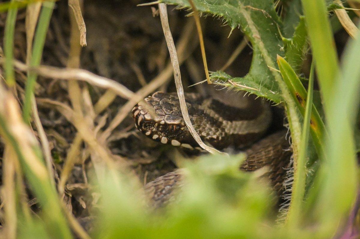 european viper is one of the animals found in austria