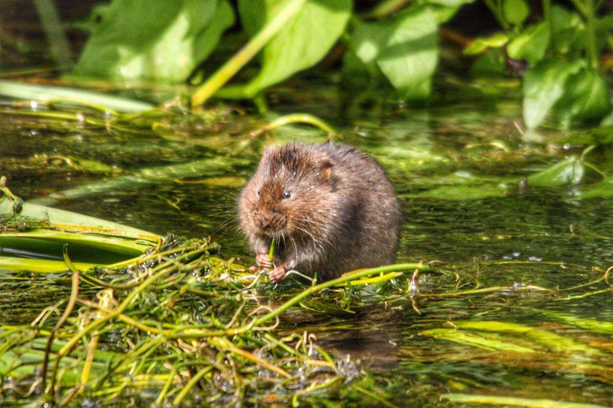 european water vole is one of the animals of croatia