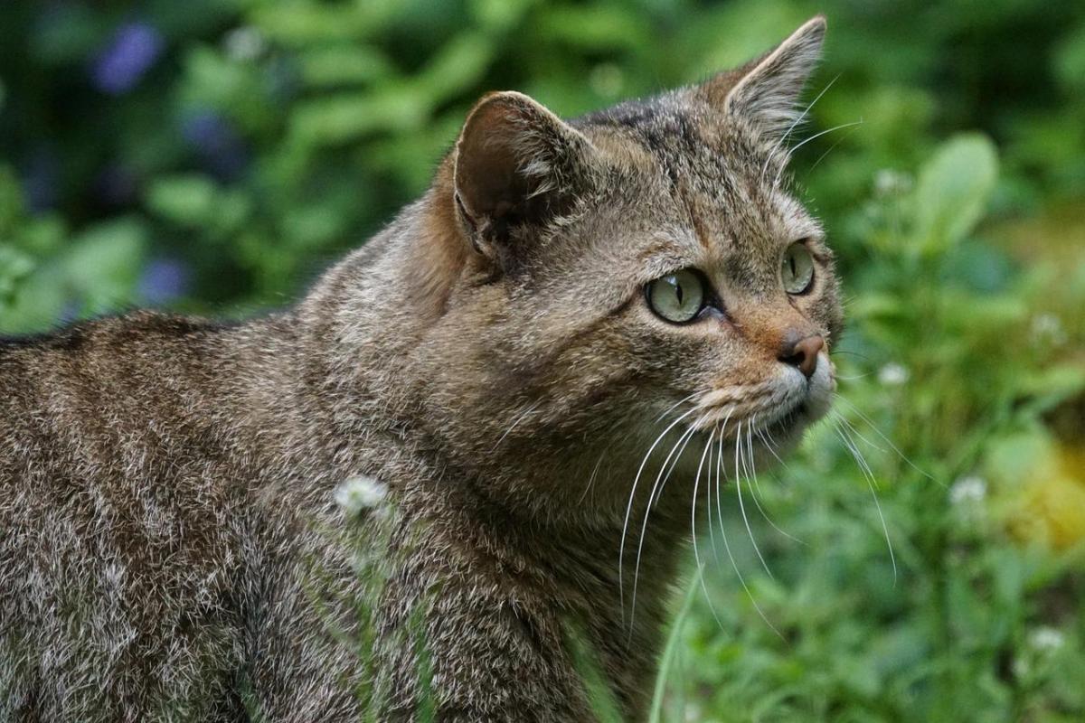 european wildcat are popular animals in germany