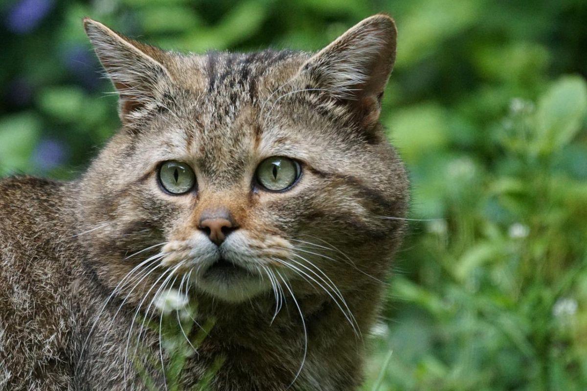 european wildcat in the bush