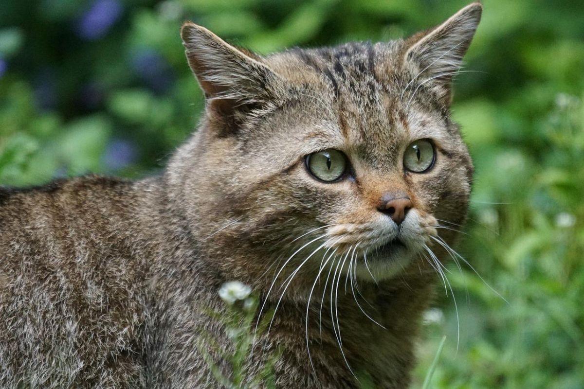 european wildcat in the nature