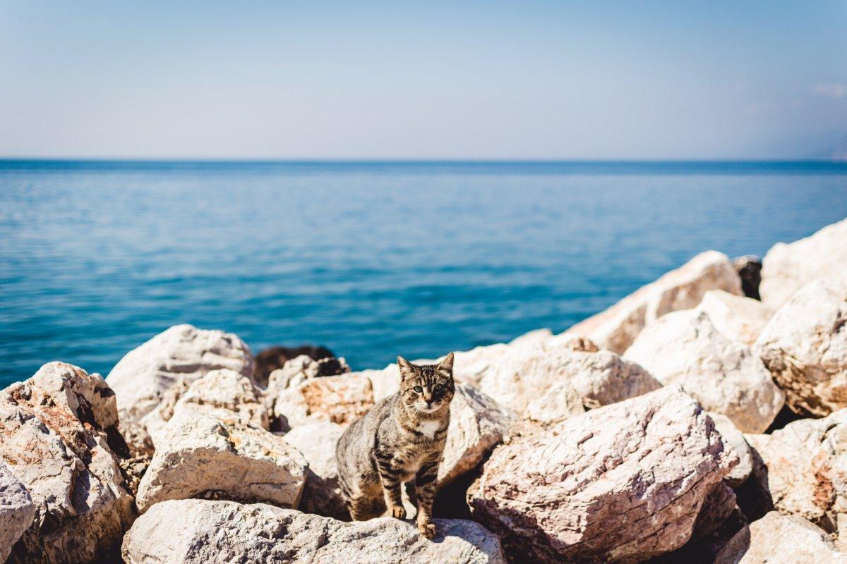 european wildcat near the sea