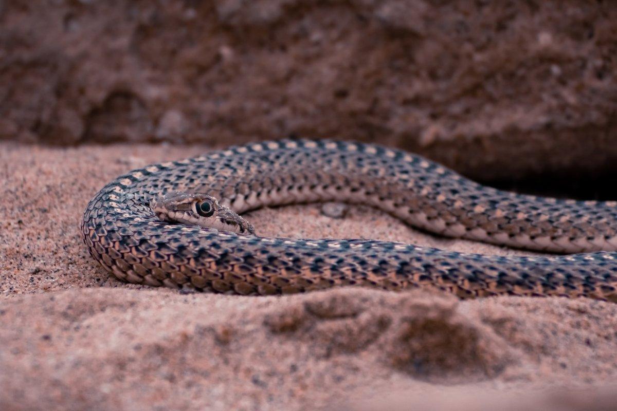 false smooth snake