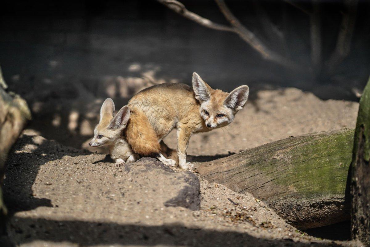 fennec fox is one of the native animals in egypt