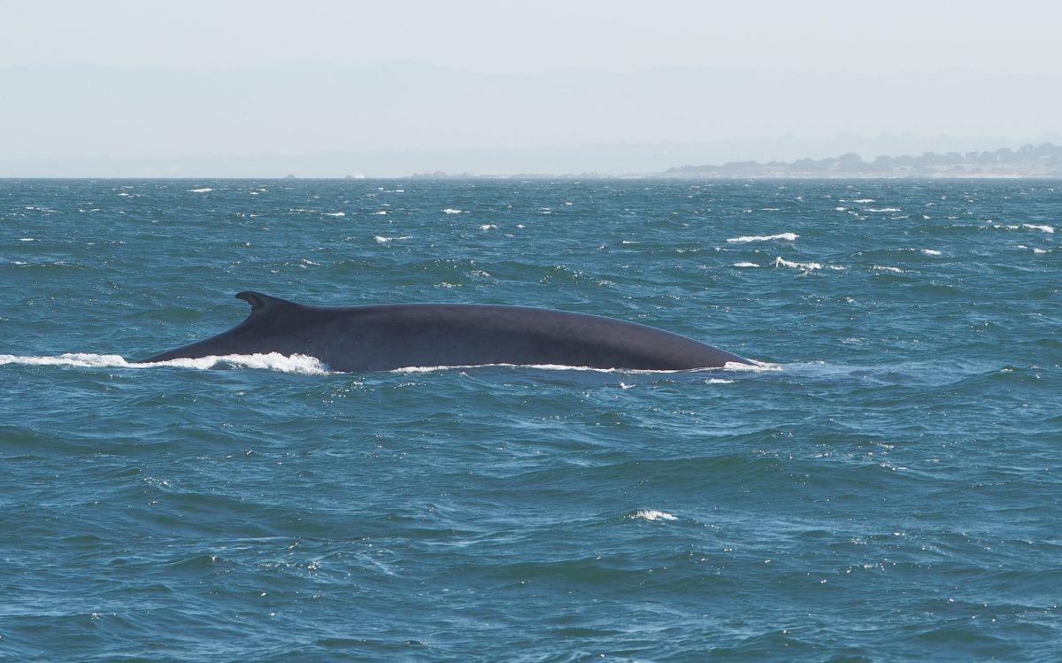 fin whale counts in the animals native to france