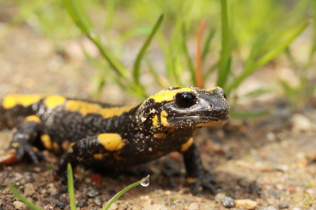 fire salamander is in the famous german animals