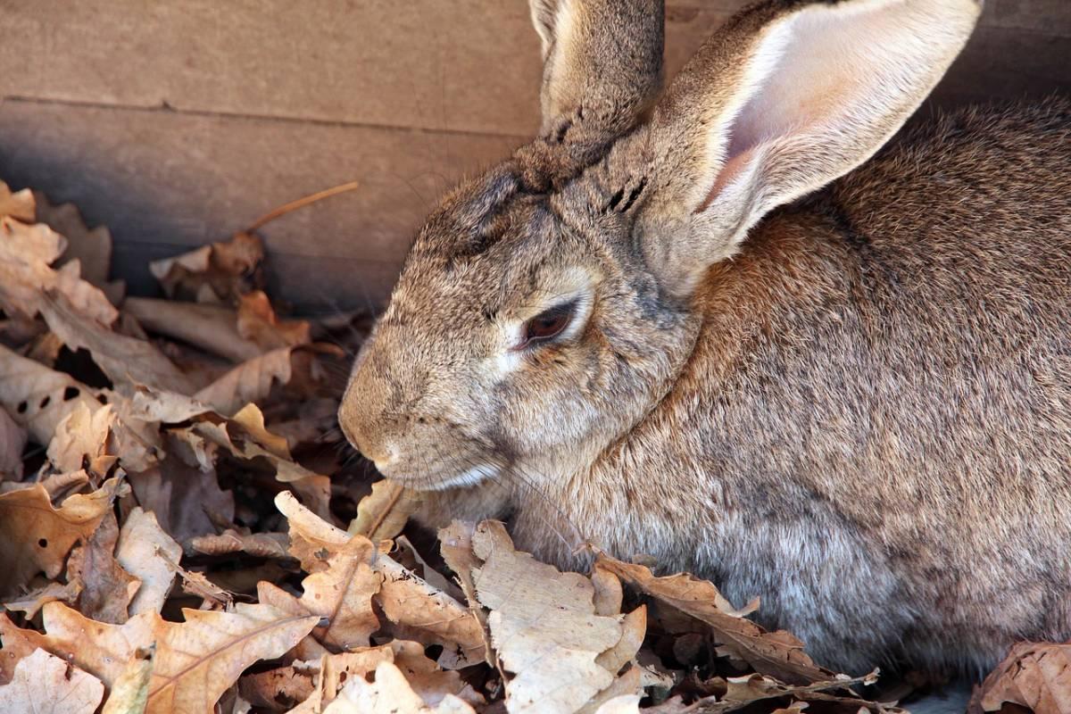 flemish giant rabbit is one of the belgium animals