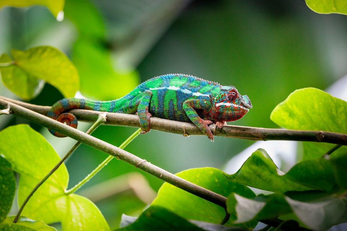 france animals facts about the panther chameleon