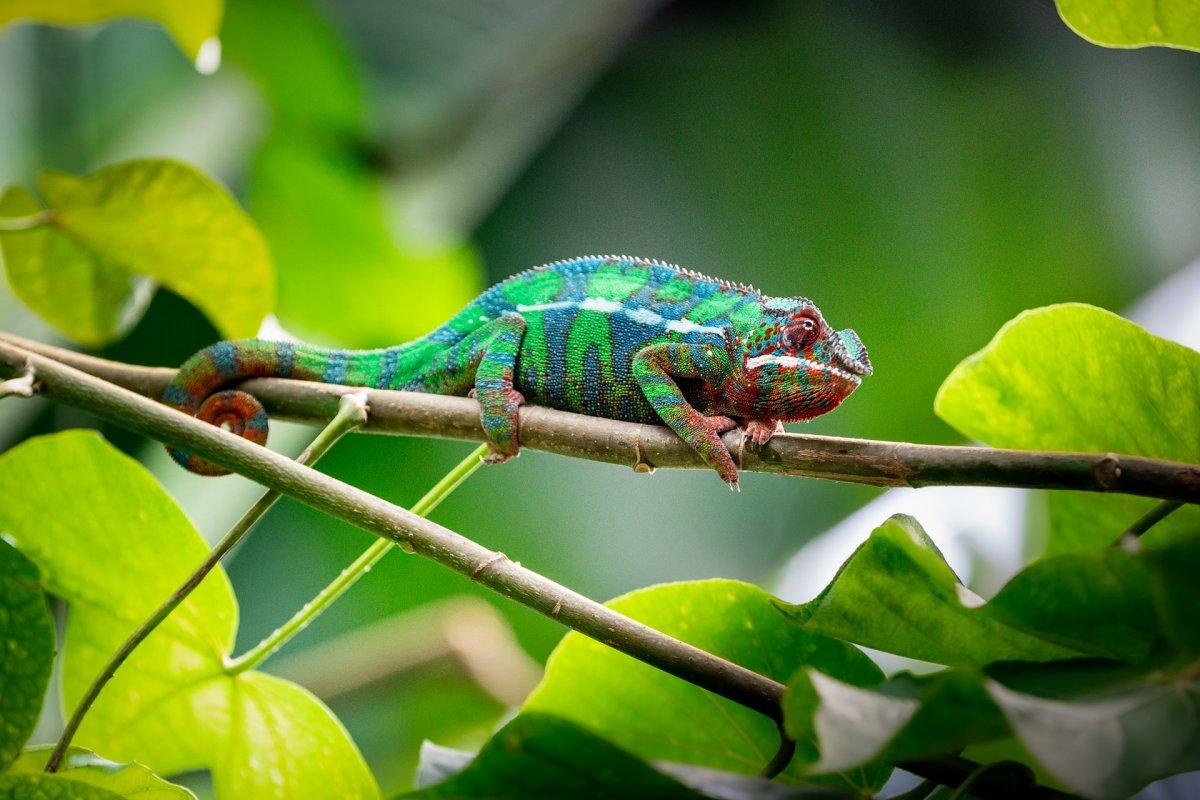 france animals facts about the panther chameleon