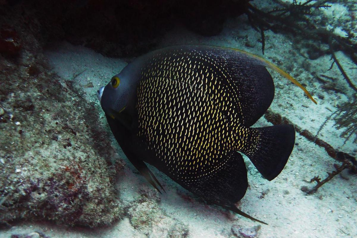 french angelfish is part of the cuba animals list