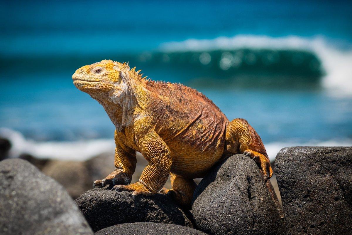 galápagos land iguana