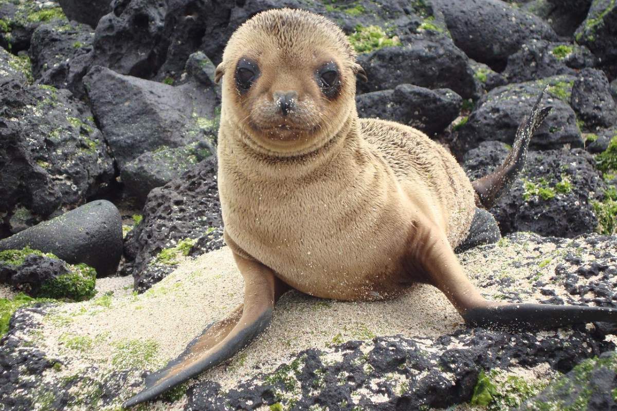 galápagos sea lion