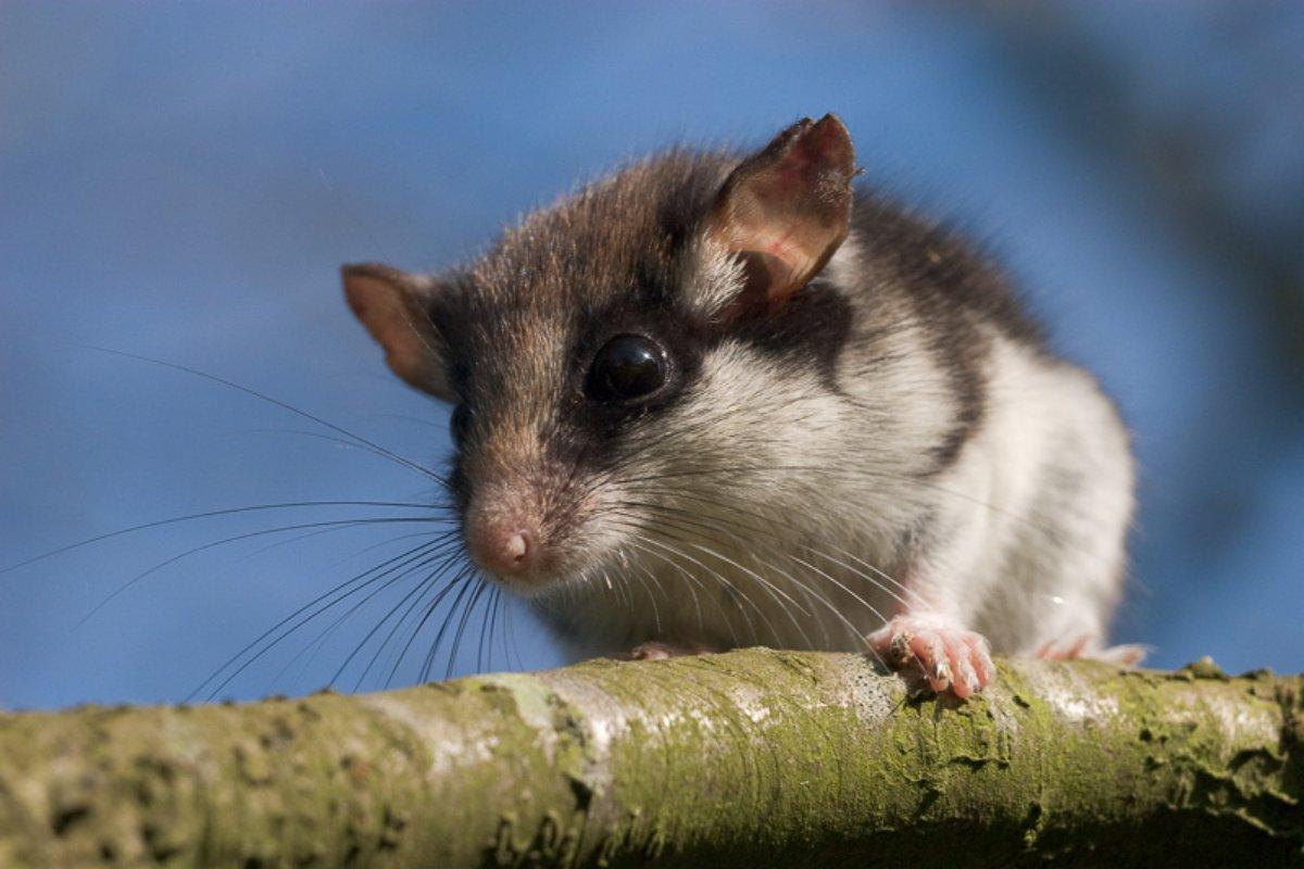 garden dormouse