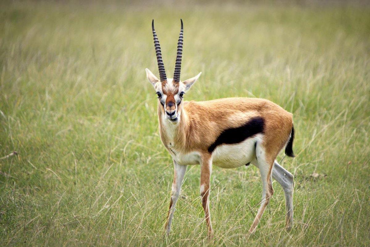 goitered gazelle is among the iraq animals