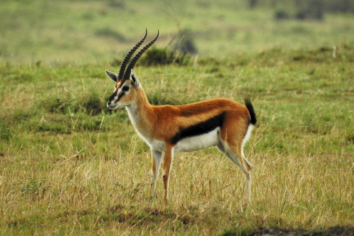 goitered gazelle is among the endangered animals in mongolia