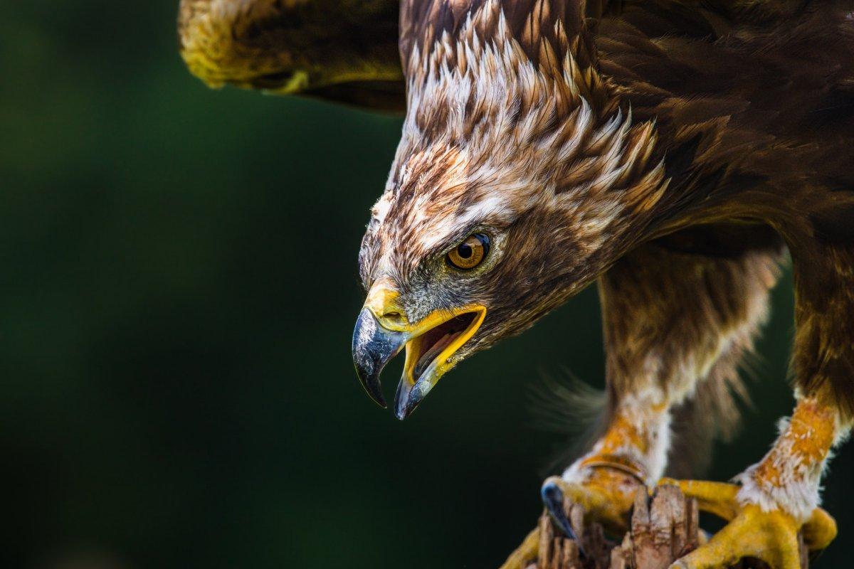 golden eagle is among the animals found in france
