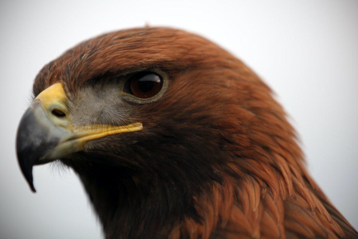 golden eagle