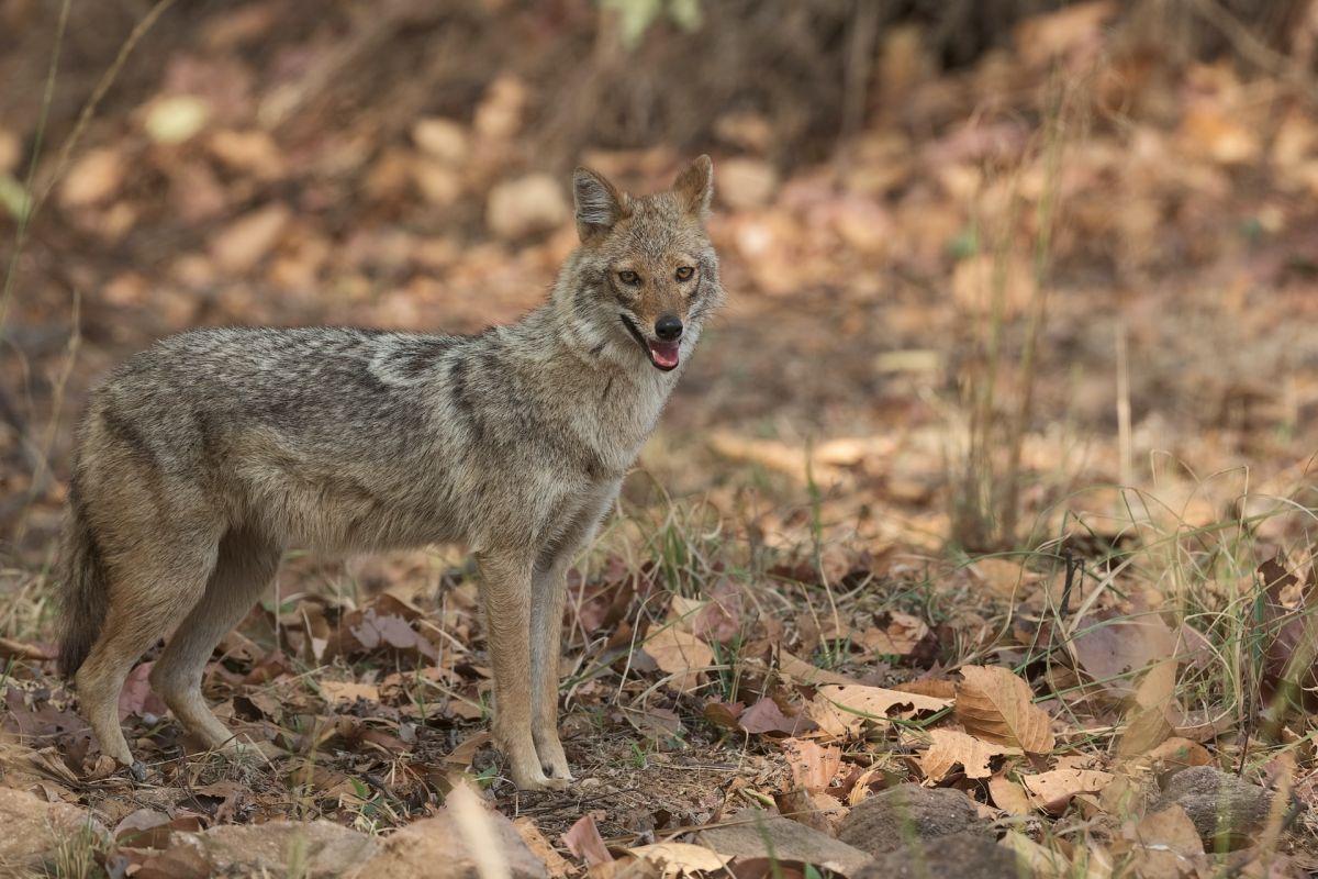 golden jackal is among the desert animals in saudi arabia