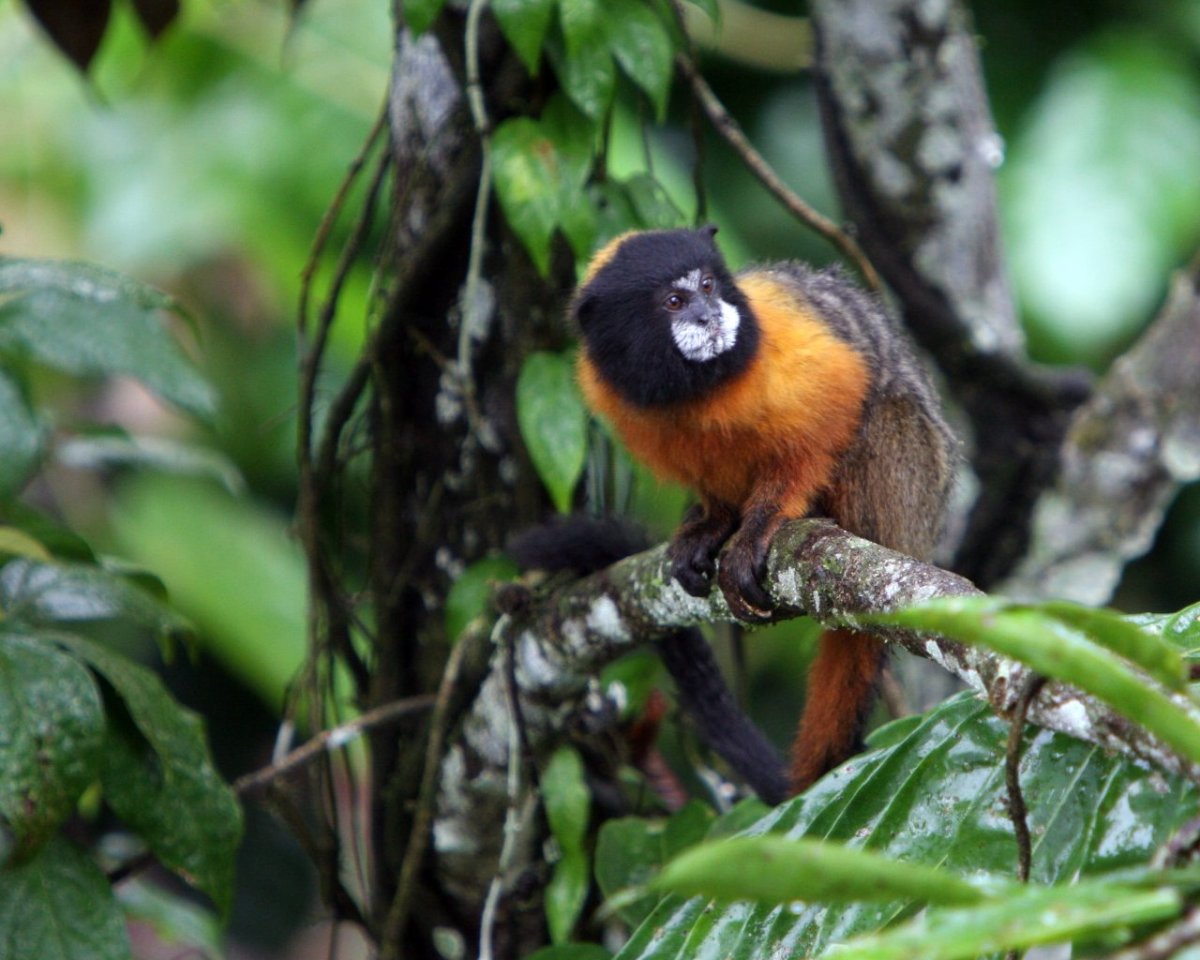 golden mantled tamarin