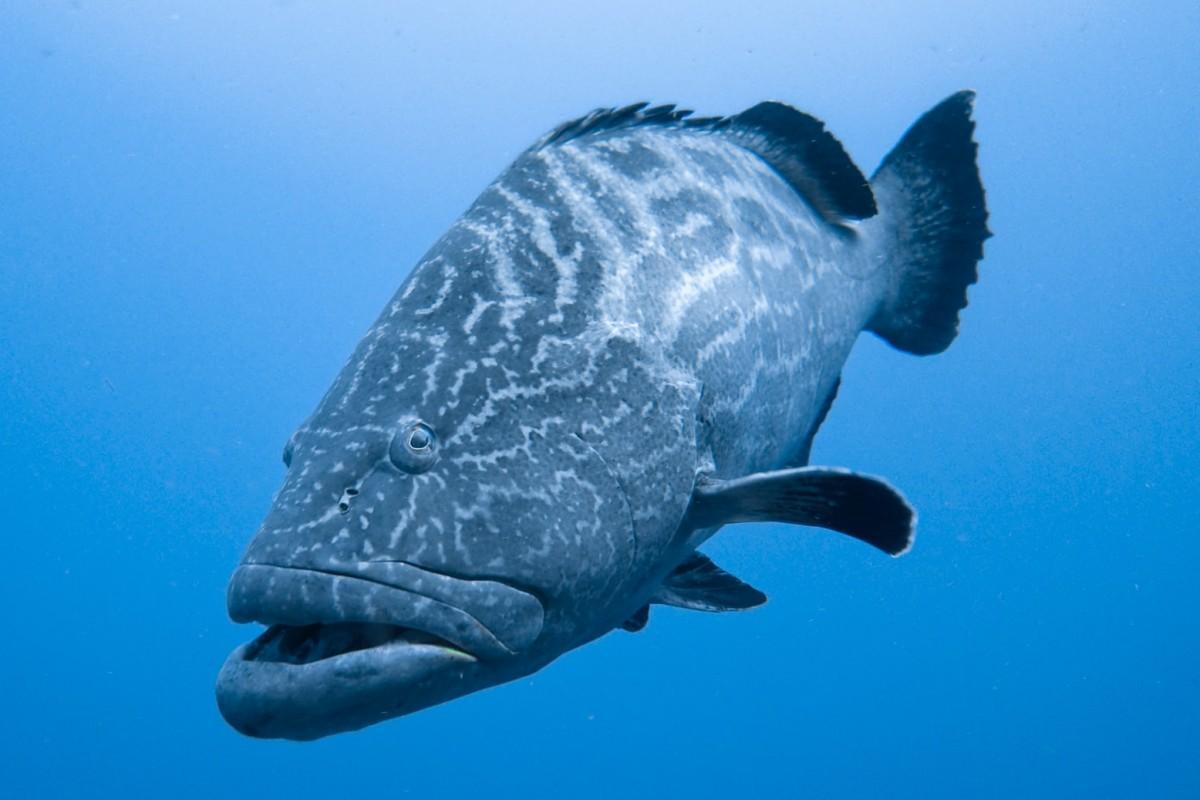 goliath grouper is in the cuban animals list