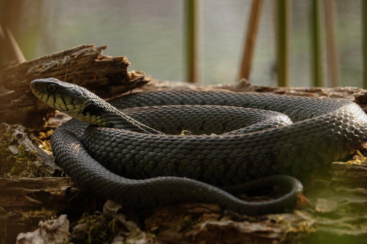 13 Wild Animals in Austria [Wildlife in Austria] 