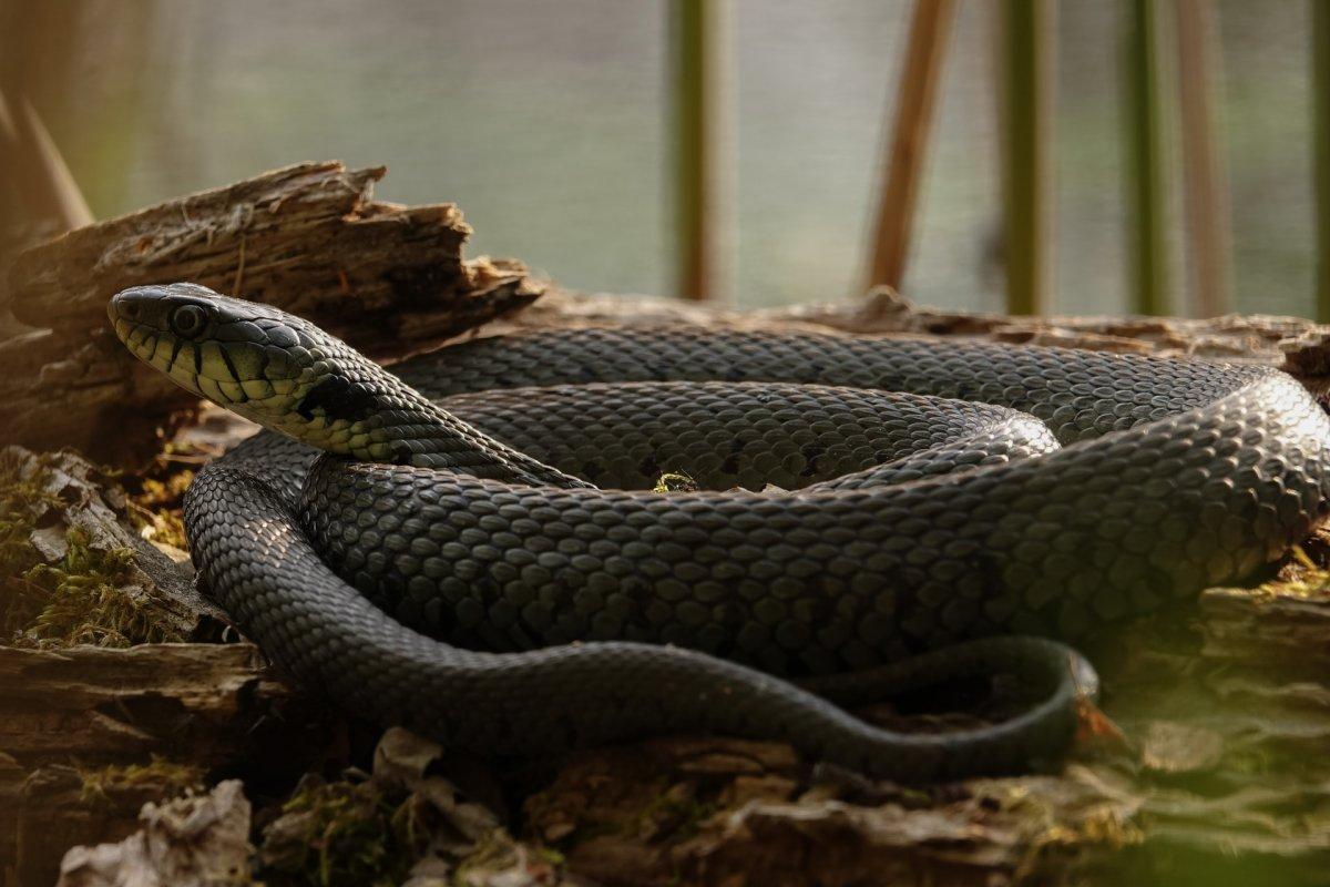 grass snake is among the animals native to austria