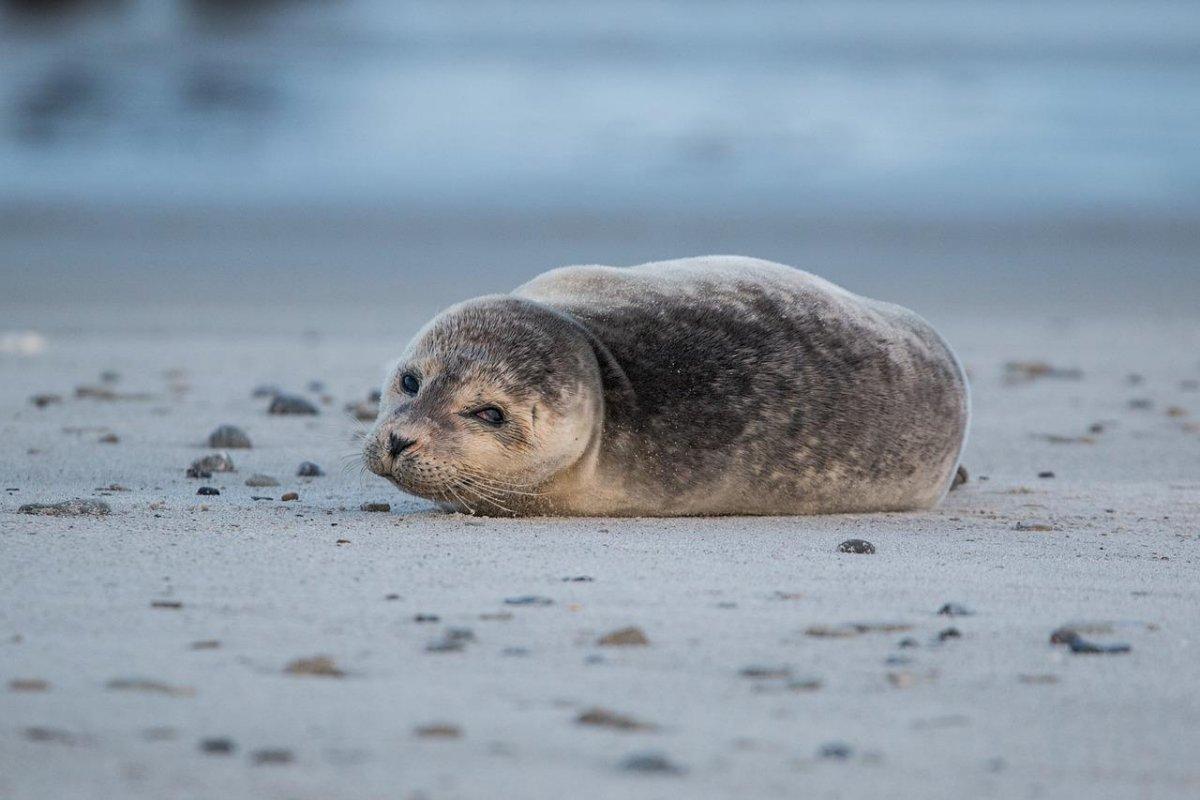 gray seal in estonia